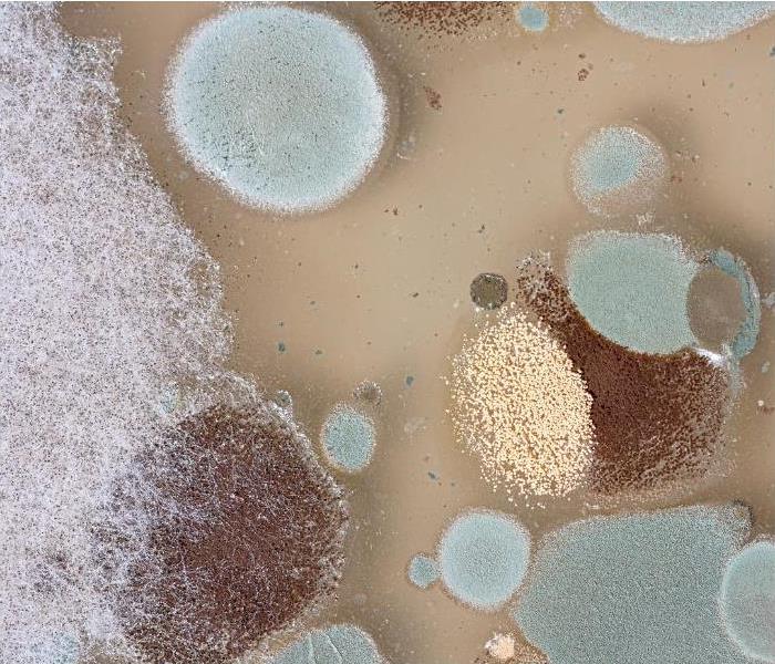 Microscopic view of mold spores