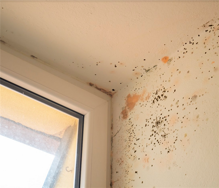 mold growing in the corner of a room by a window