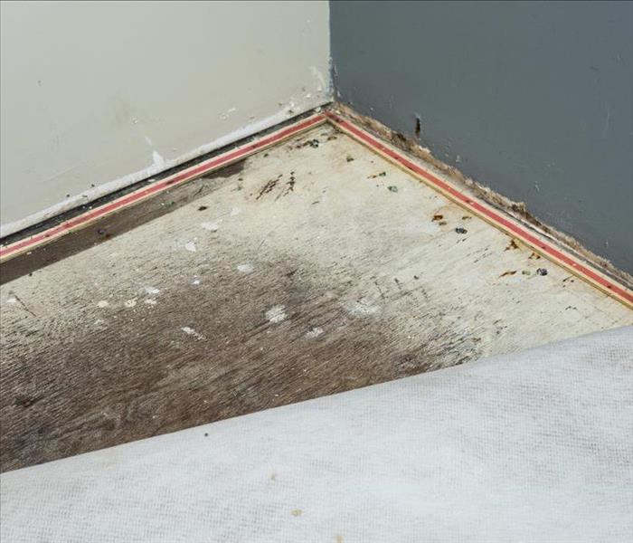 carpet and subfloor damaged by water