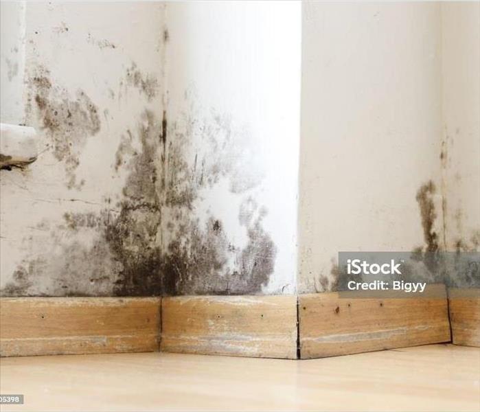 Mold can be a homeowner